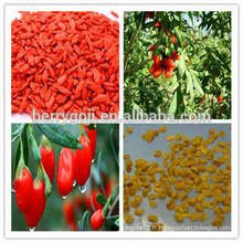 NQ1 Goji Seeds